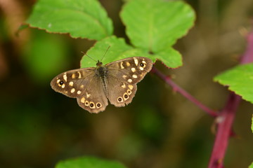Speckled Wood Butterfly, U.K.
Macro image of an insect.
