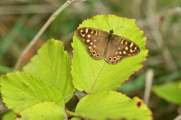 Speckled Wood Butterfly, U.K.
Summer insect.