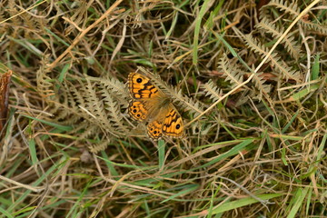Wall butterfly, U.K.
Summer insect.