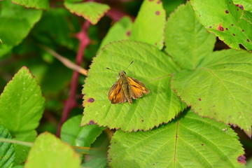 Large Skipper Butterfly, U.K.
Summer insect.