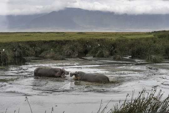 Hippo in Tanzani Ngorongoro Crater