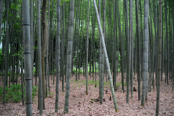 Bamboo forest-11