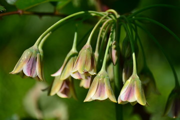 Honey garlic (Allium siculum) in the morning