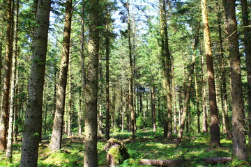 Fototapeta premium Nature Woodland Landscape Background
