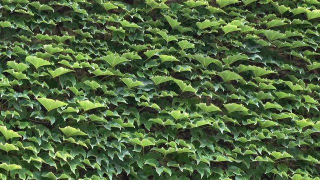 Dense green ivy leaves on the wall as a background. HD video