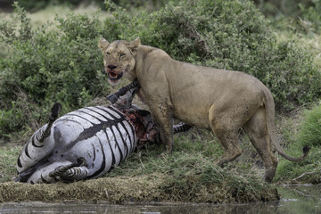 Lion kills zebra in Tanzania Serengeti