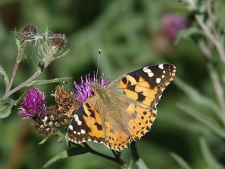 Painted lady butterfly (Vanessa cardui)