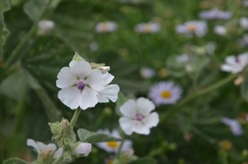 Fototapeta premium Wildblumen blühen im Park