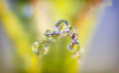 Dew drops on a green leaf close up background