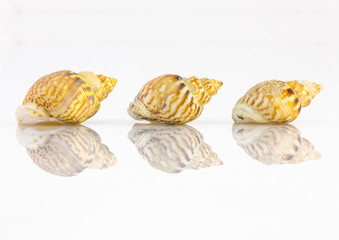 conchiglie still life