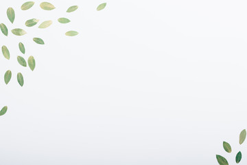 Corner flat lay composition of dry green leaves