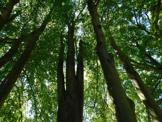 Fototapeta premium Up in the trees