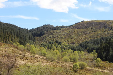 Nature Woodland Backgroind Landscape