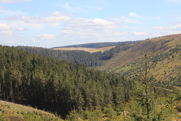 Nature Woodland Backgroind Landscape