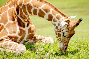 Obraz premium giraffe 