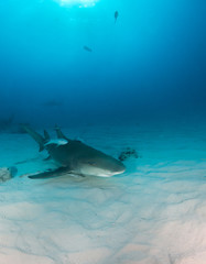 Naklejka premium Lemon shark at the Bahamas