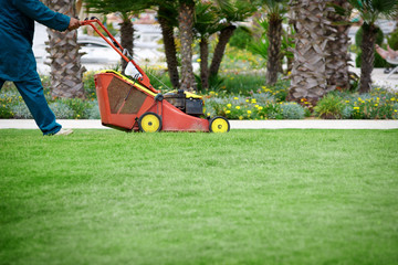 Fototapeta premium Lawn mower mows grass on green lawn.