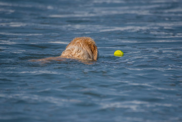 Experienced Golden Retriever swims out into ocean water to fetch floating tennis ball.