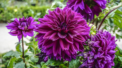 Dahlia Lavender Perfection closeup 1. © PhotoStudioMCD