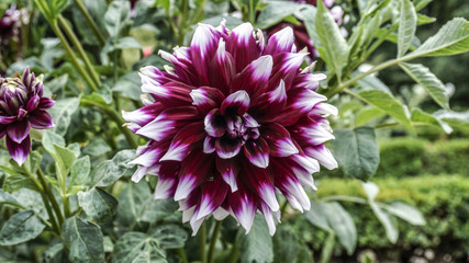 Dahlia Mistery Day 1