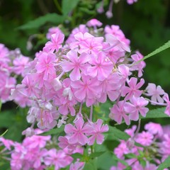 Obraz premium Rosa Phlox blüht in der Natur - Sommergarten