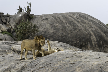 Lions mating in Serengeti in Tanzania