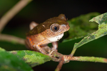 Pale-sided Monkey Frog (Phyllomedusa palliata) in Tambopata National Reserve, Peru