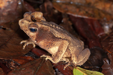 Leaf litter toad (Rhaebo haematiticus) in Tambopata Nature Reserve, Peru