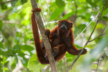 Red Howler Monkey (Alouatta seniculus) in Tambopata National Reserve, Peru © salparadis