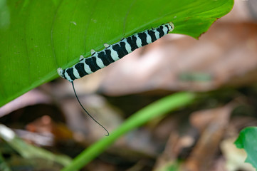 Striped caterpillar in Tambopata National Reserve, Peru