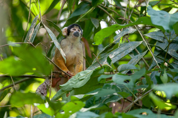 Black-capped squirrel monkey (Saimiri boliviensis) in Tambopata National Reserve, Peru