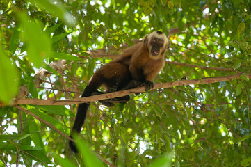 Tufted capuchin (Sapajus apella) in Tambopata National Reserve, Peru