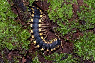 Flat-backed millipede (Polydesmida) in Tambopata National Reserve, Peru