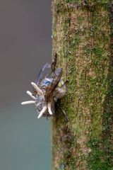 Bee killed by hitchhiking fungus