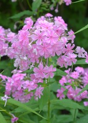Fototapeta premium Rosa Phlox blüht in der Natur - Sommergarten