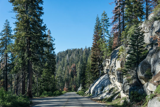 Forest Road in Kings Canyon and Sequoia National Park
