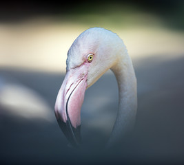 Headshot of beautiful pink big bird Flamingo