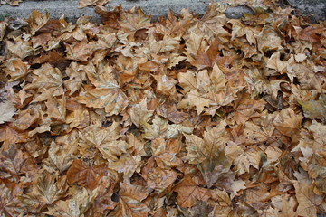 Fallen dry leaves of plane tree
