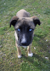 Naklejka na ściany i meble dog with blue eyes