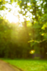 abstract green forest in a sunrise bokeh background.