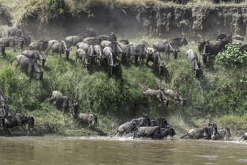 The migration of the gnoes crossing the Marariver in Tanzania