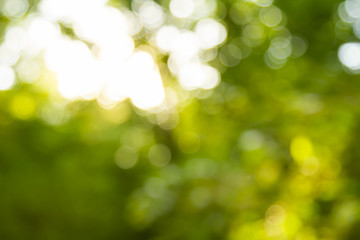 Obraz premium abstract green forest in a sunrise bokeh background.