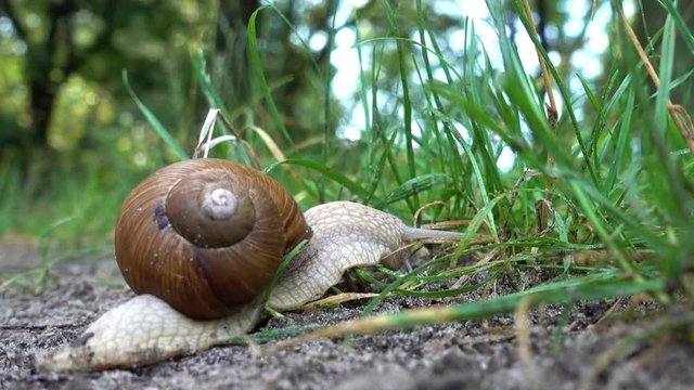 Snail in the sink crawls along the ground into the green grass. Close-up. HD video
