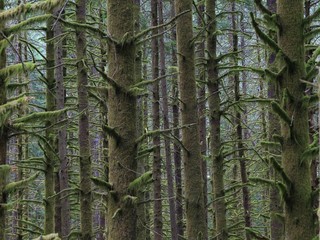 Obraz premium Forest