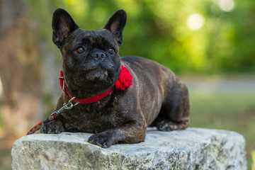 Französische Bulldogge