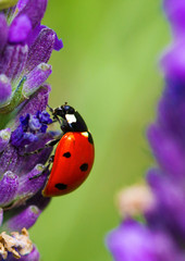 coccinelle sur une fleur de lavande