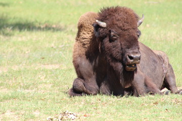 Fototapeta premium american bison laying in grassy field
