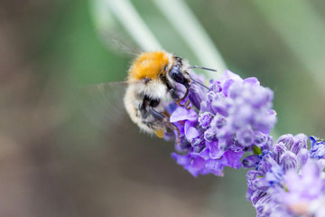 abeille sauvage butine lavande