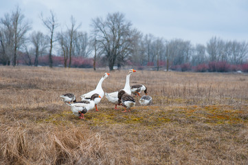 Obraz premium Goose by the river