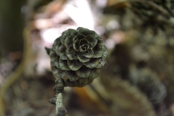 Closeup photograph of a larch cone on the forest floor.